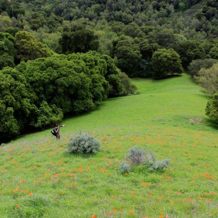 Near Springhill to Lafayette Ridge to Briones Crest to Sunrise to Buckeye