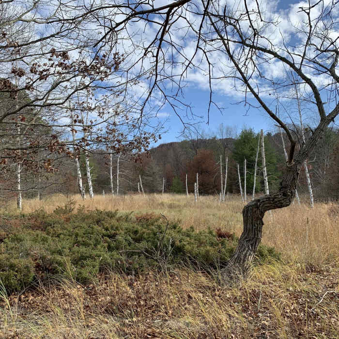Near Saugatuck Harbor Natural Area