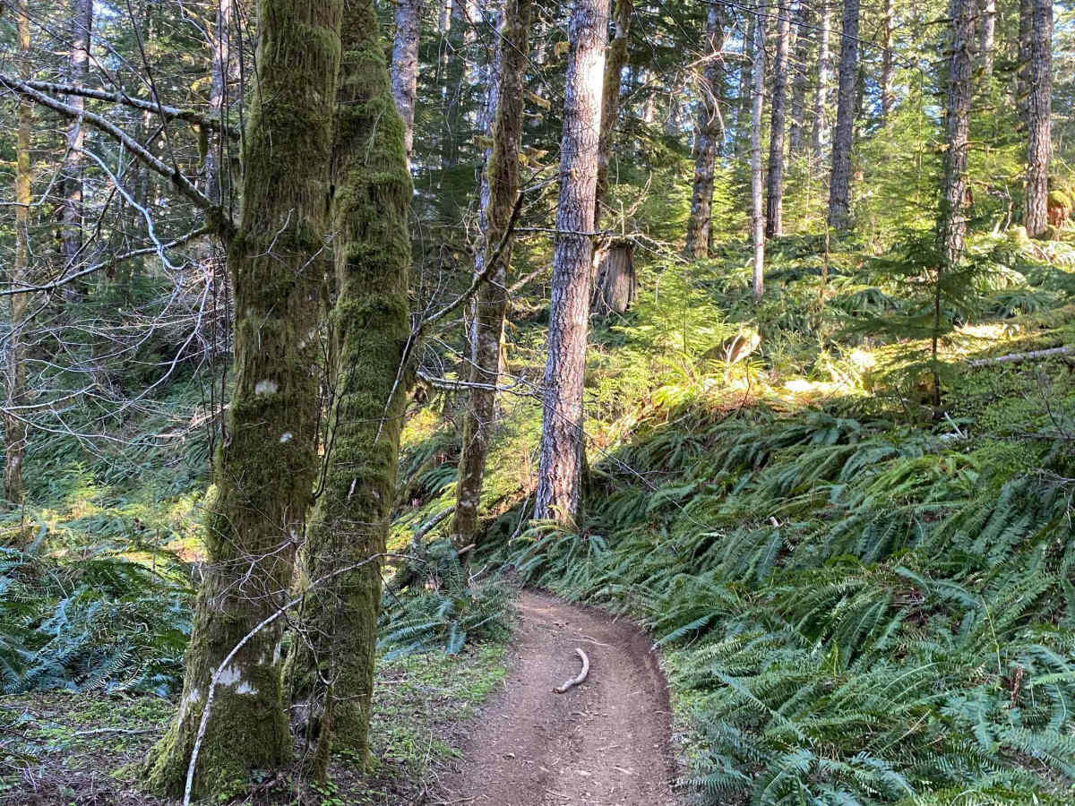 Trail 21 The Chute trail photo