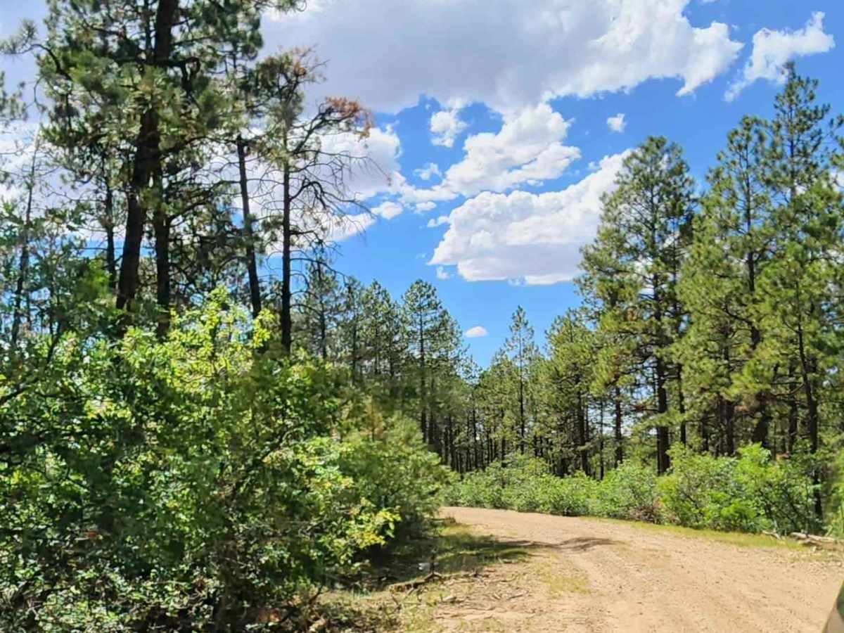 Cabin Rim Road photo 5