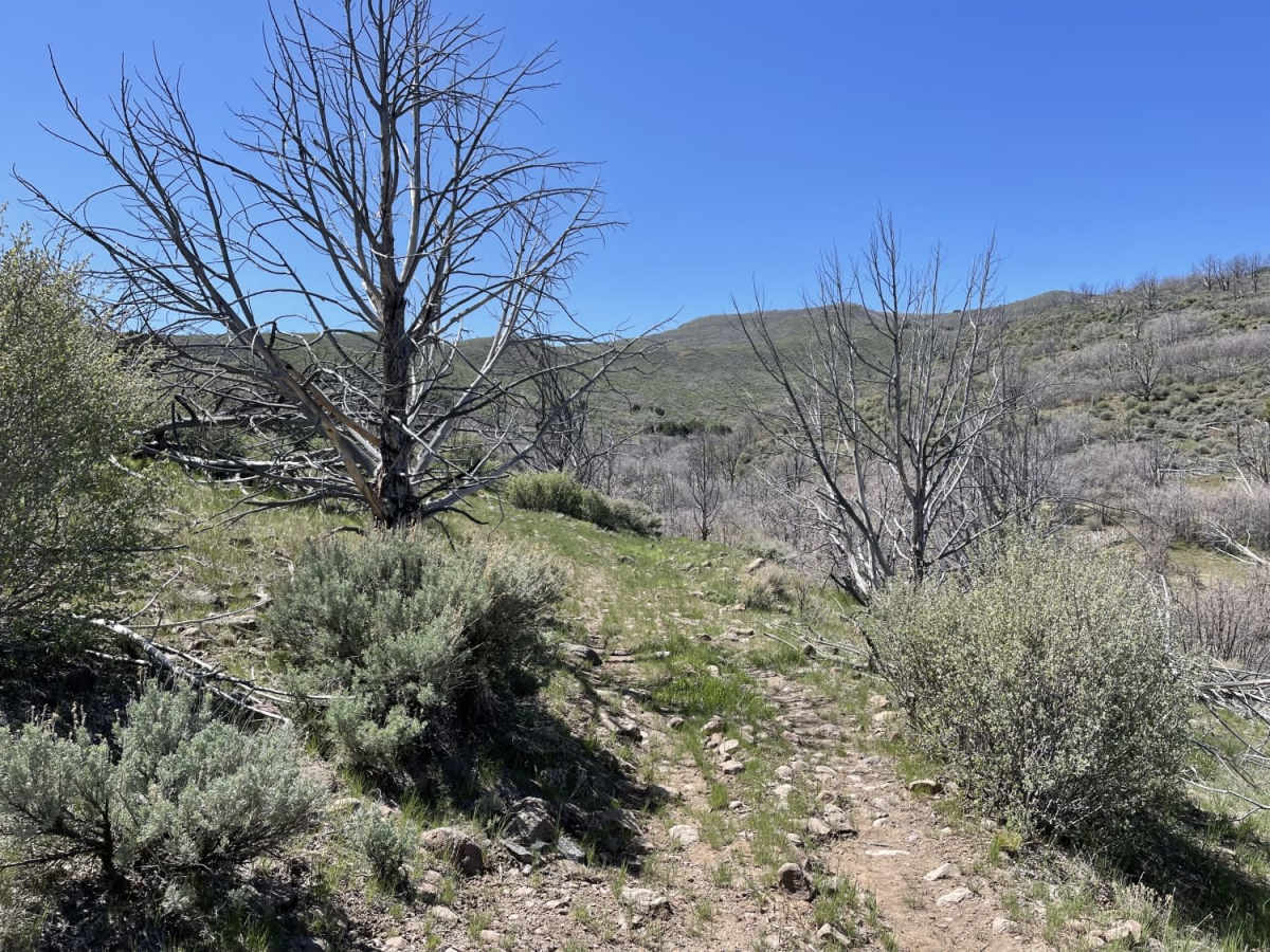 Cow Creek photo 2
