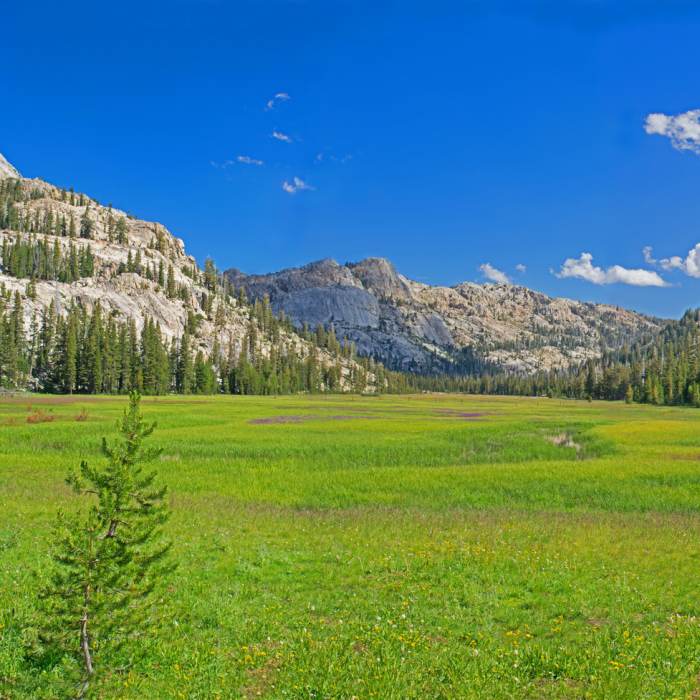 Looking up Horse Meadows from near junction with Huckleberry Trail with Grizzly Peak in the center background Near Huckleberry Trail