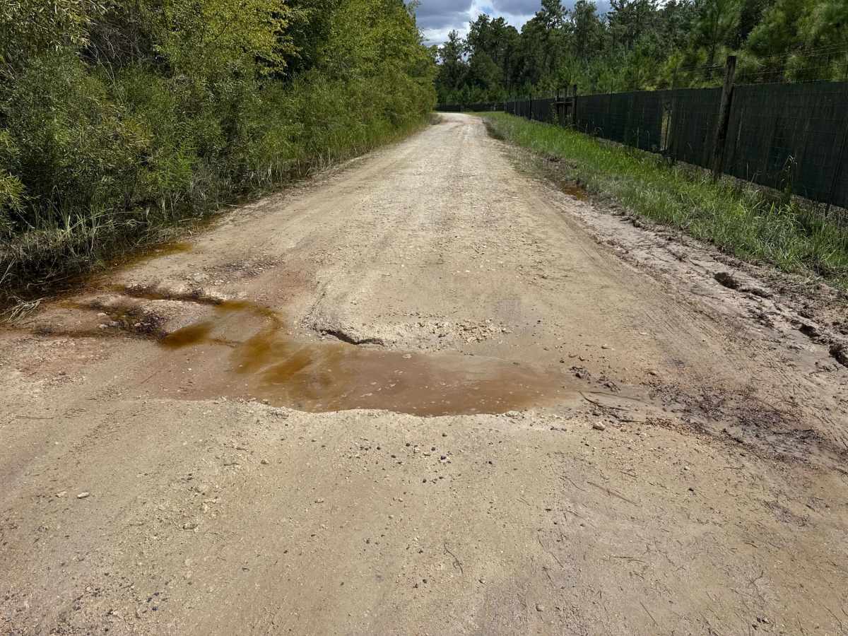 Ocala National Forest SE 13th Avenue photo 4
