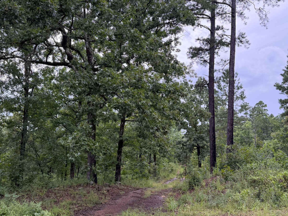 White Trasher trail photo