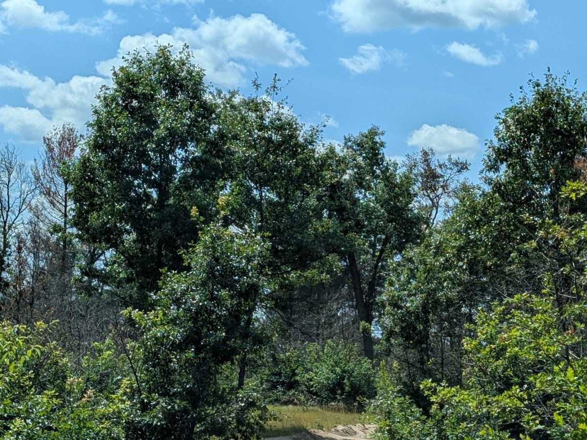Cranberry Trail photo 5