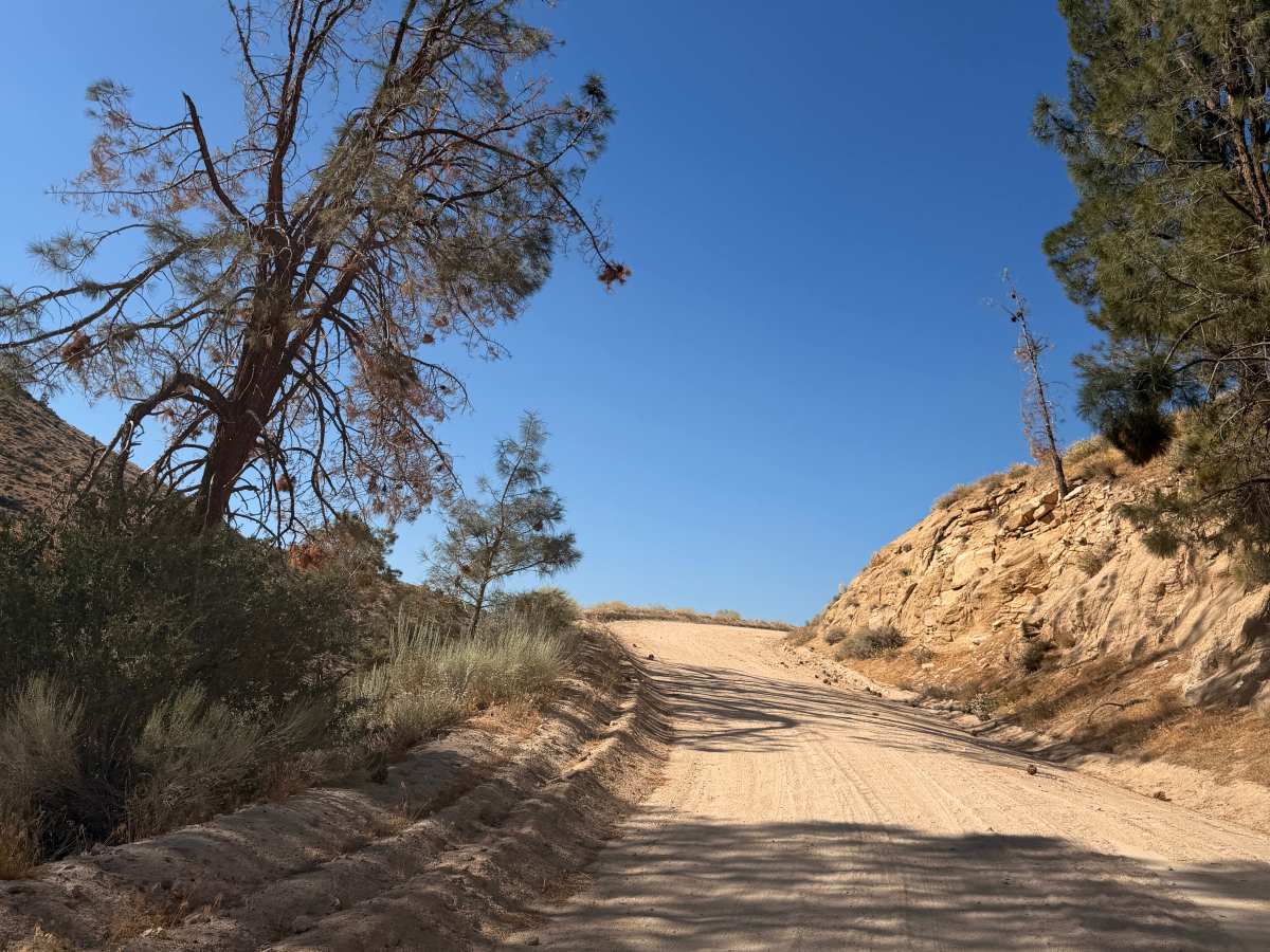 Canebrake Road photo 3
