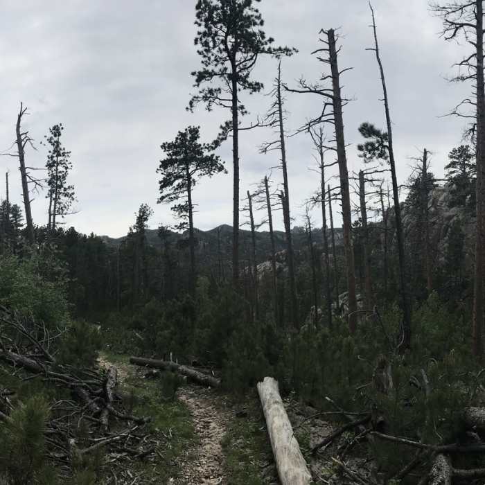Looking south into the Black Elk Wilderness - panorama. Near Horsethief Lake Loop