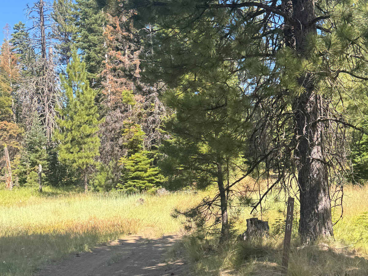 Bluegrass Butte - FS 1030-180 trail photo