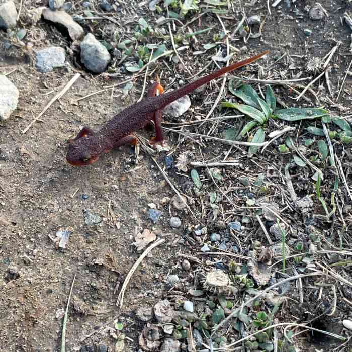 Near Stevens Creek Nature Trail