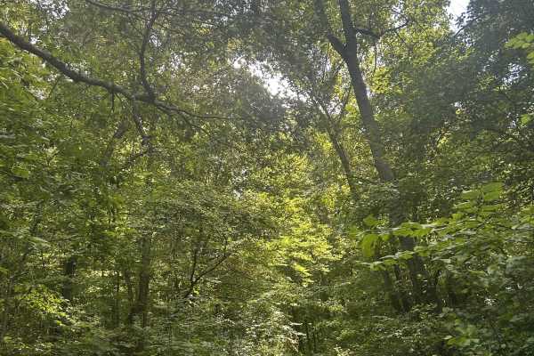 Kaskaskia Woods Trail