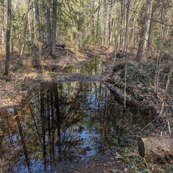 Near Lost Twin Lakes Pathway