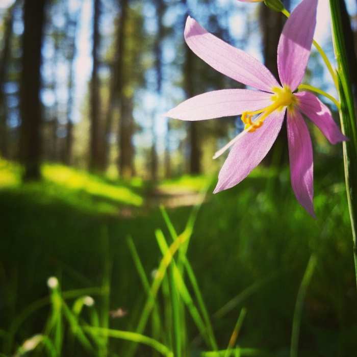 Near Best of Palisades Park