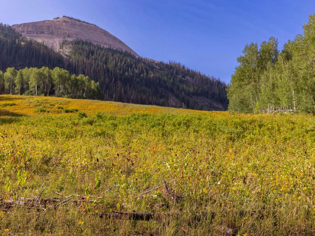 Mount Baldy Road photo 6