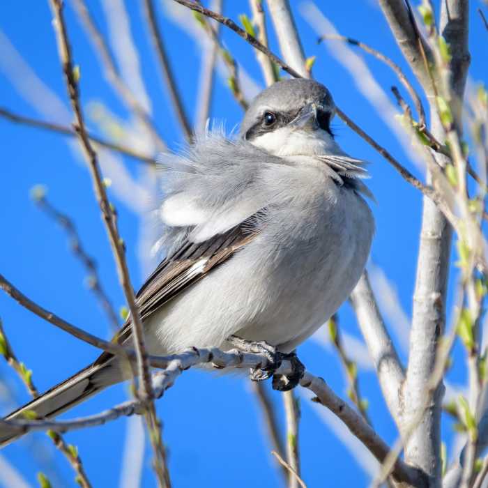 Loggerhead Shrike Near Seasonal Wetland Loop
