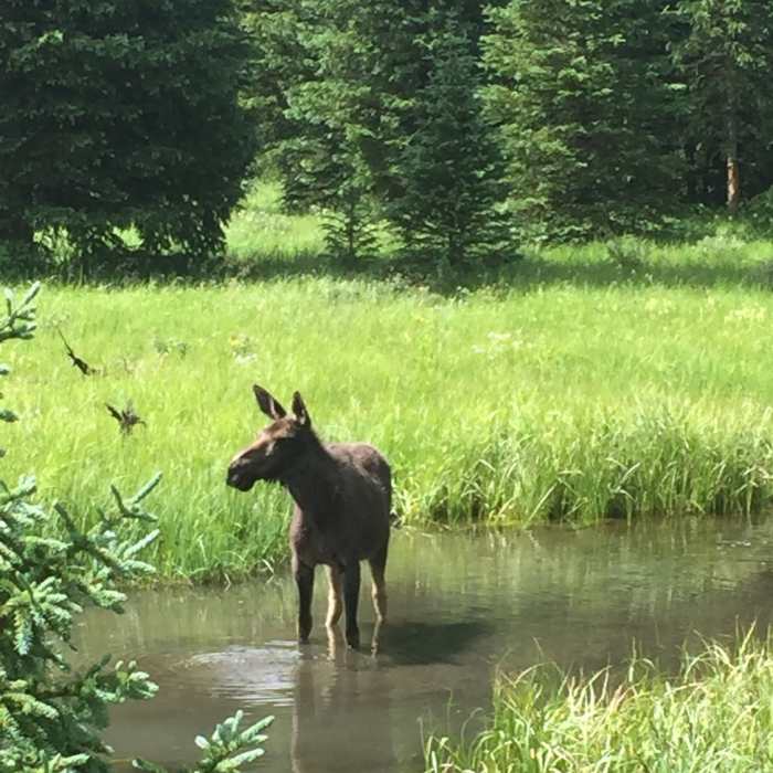 Near Lulu City Out-and-Back