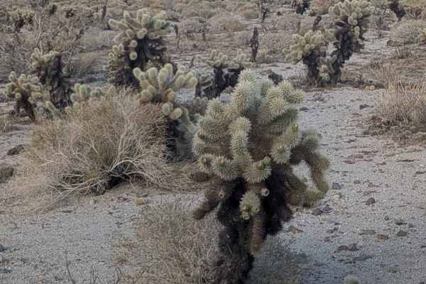 Dos Cabeza East - BLM 150