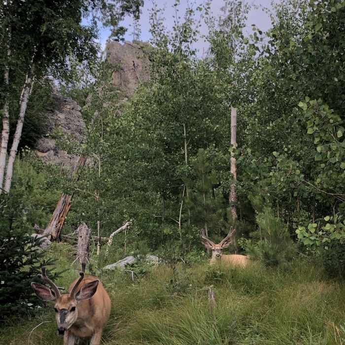 Curious locals Near Little Devils Tower Trail #4