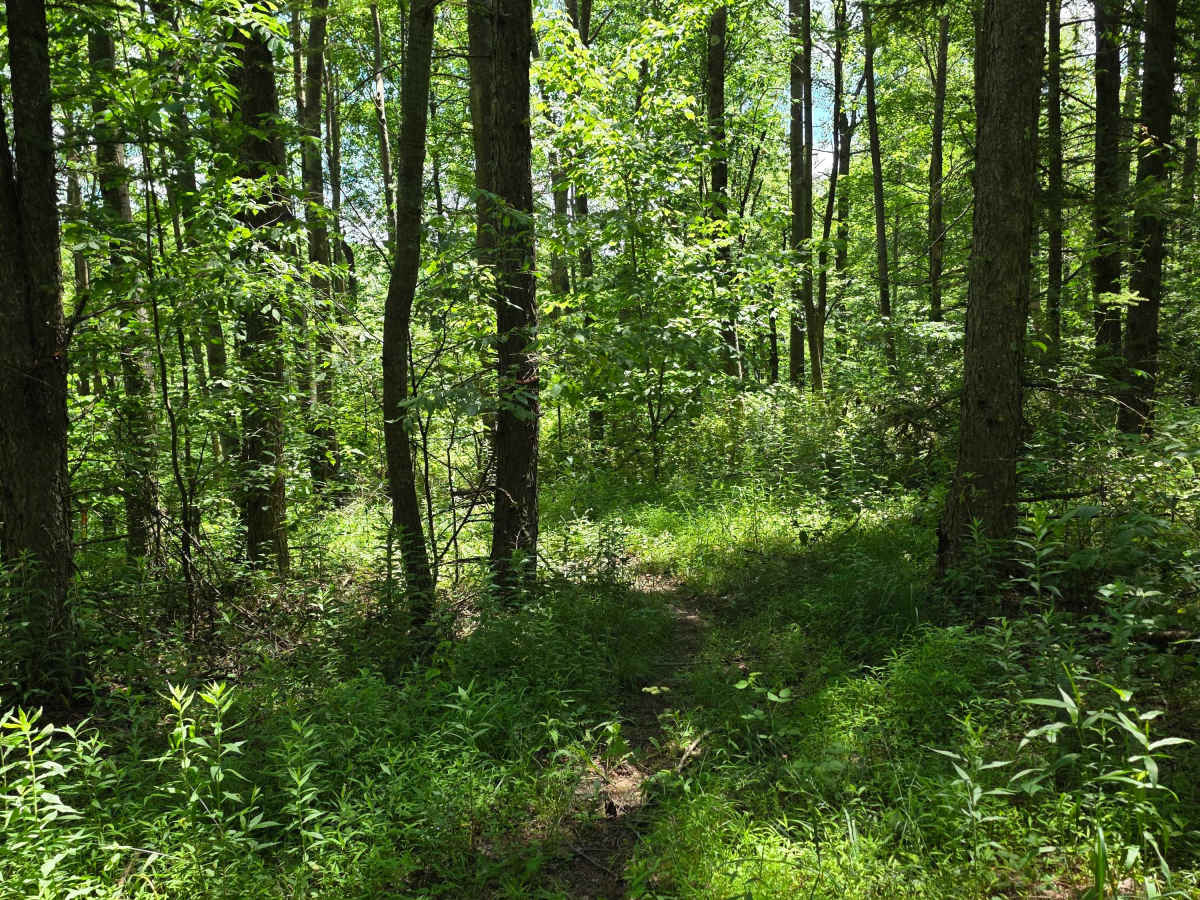 Single Track GG1 trail photo