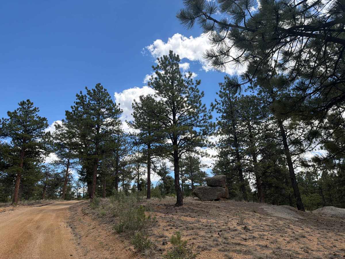 Boletes Road - FSR 875 photo 5