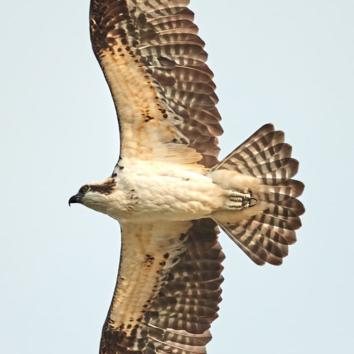 Near Pondhawk Natural Area
