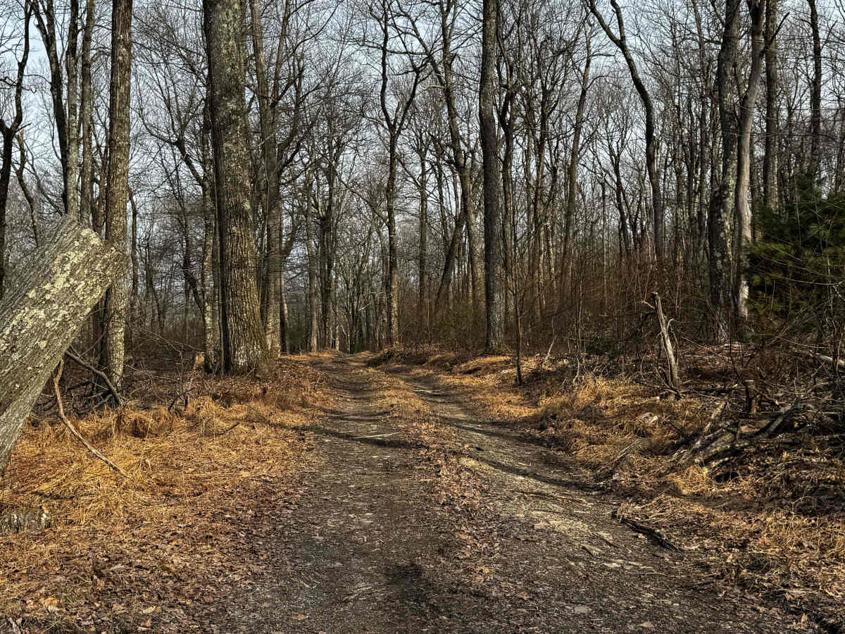 Caldwell Ridge trail photo