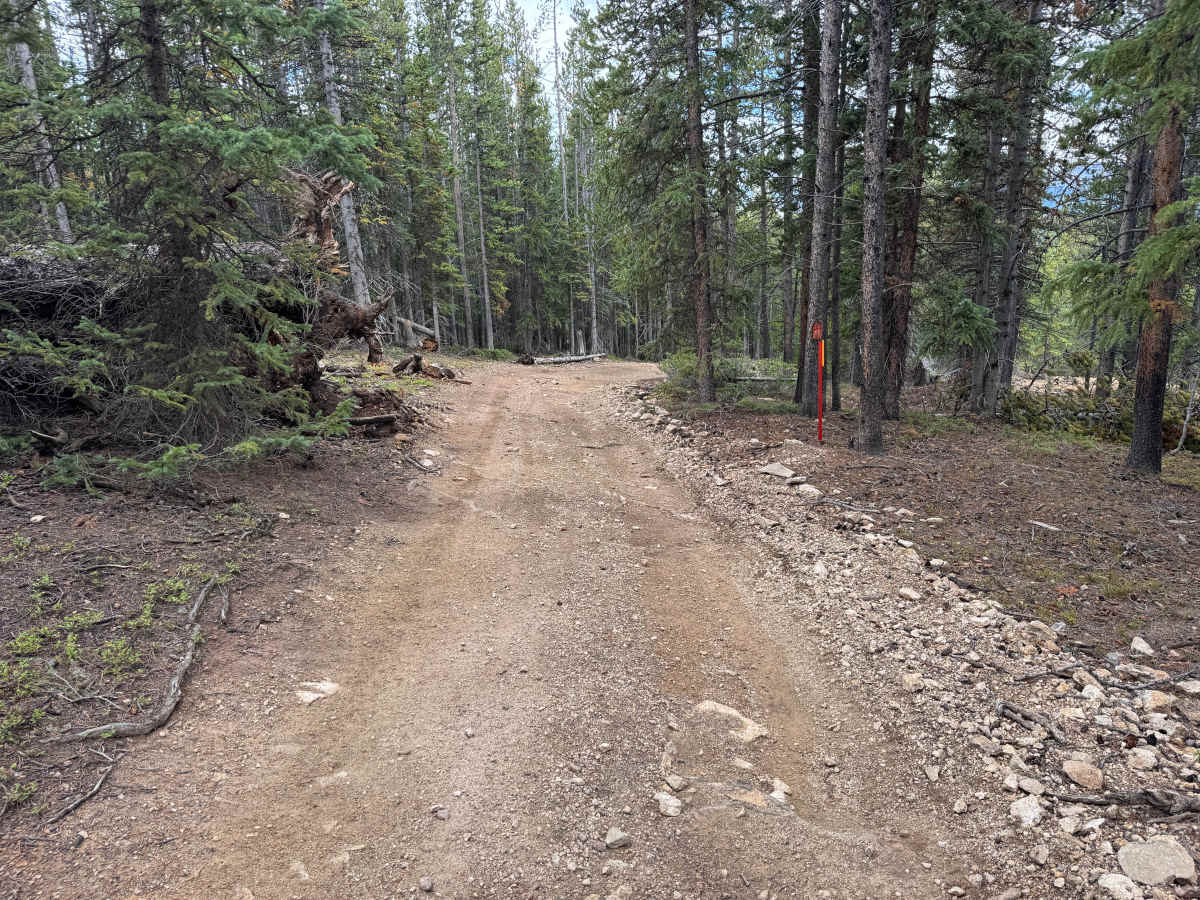 Forest Queen Road photo 4