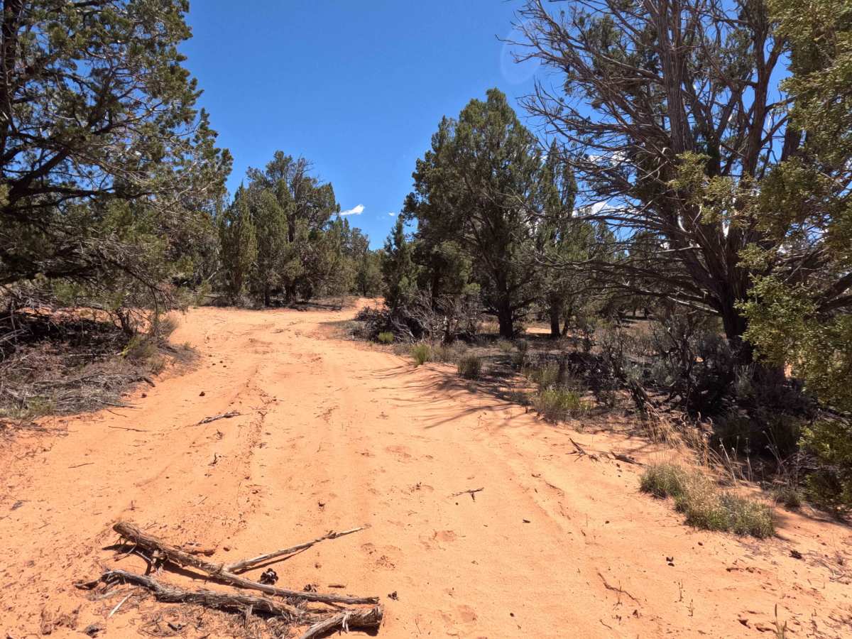 BLM 101N photo 3