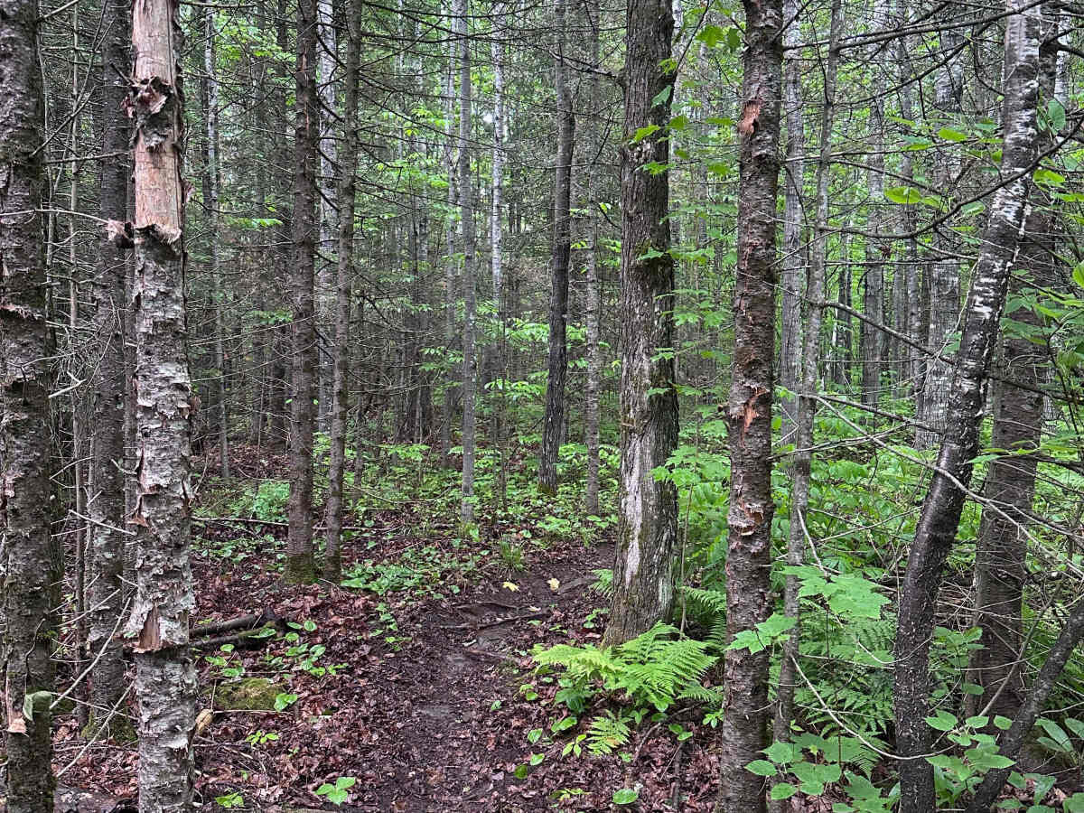 Alger Grade - Trail 12 photo 2