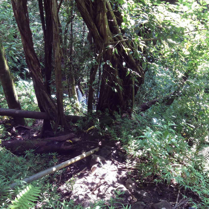 One of the waterfalls through the brush. Near Kanealole Trail