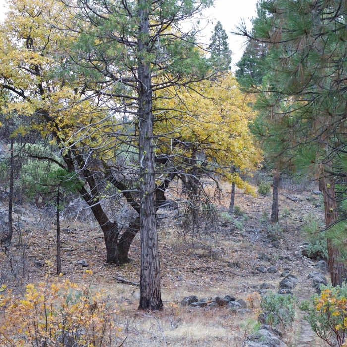 Near Lookout Point Trail