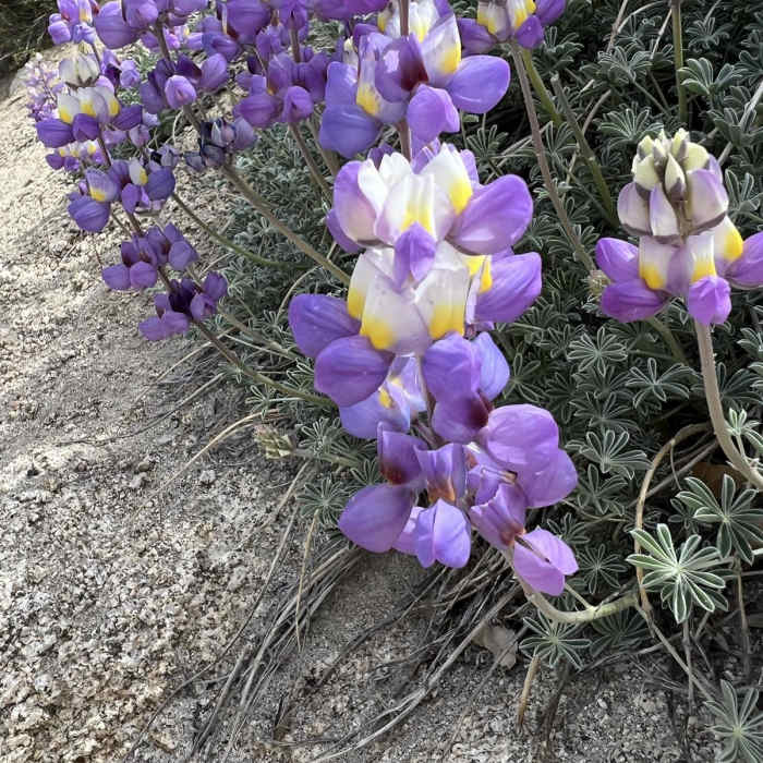 Near Waterman Mountain