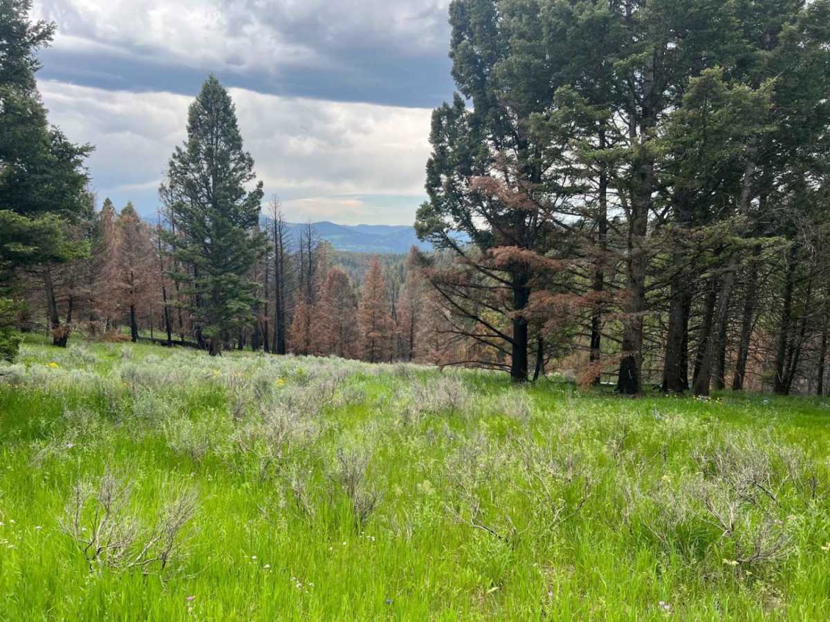 Jackpine Gulch (FS 1209) photo 4