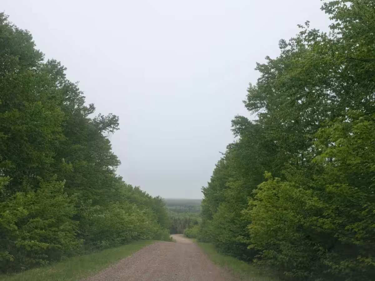 Mackenzie Settlement Road trail photo