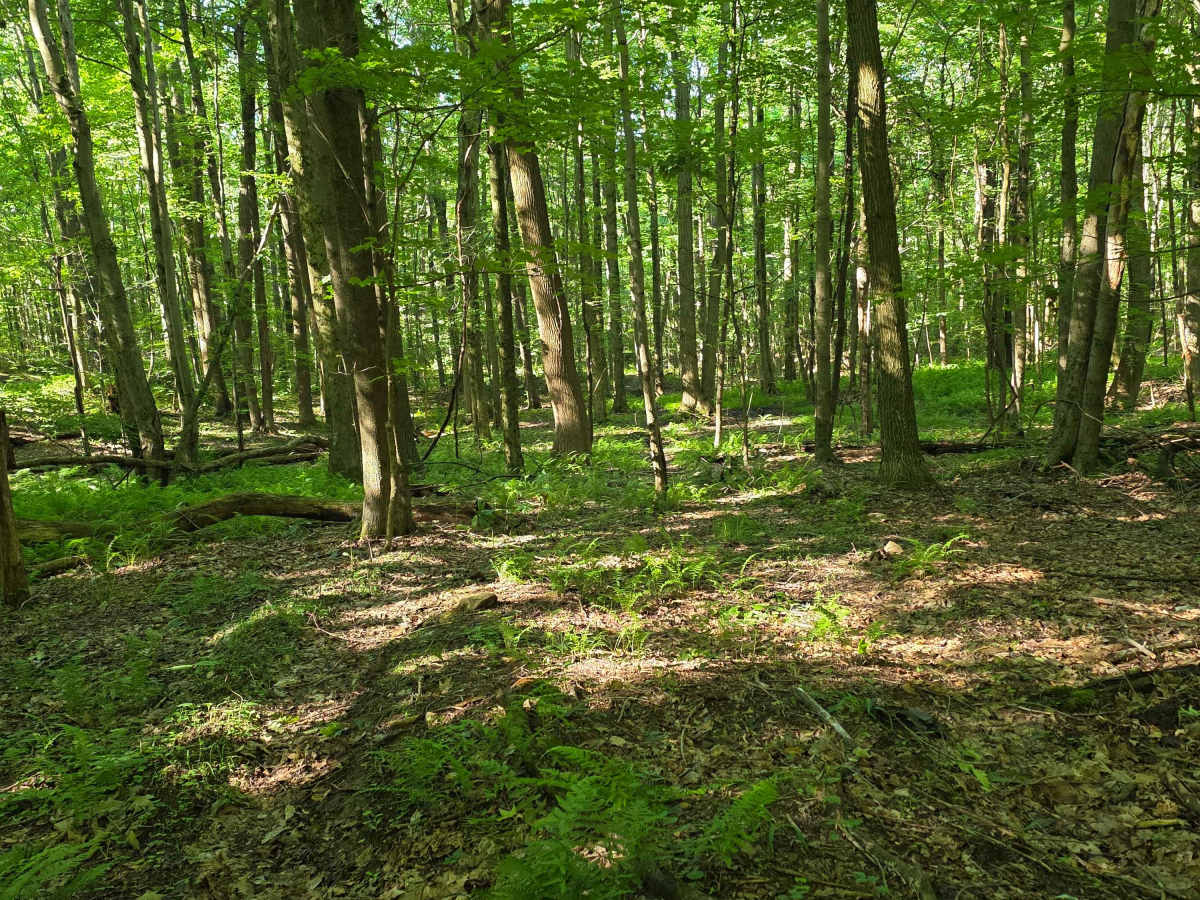 Single Track C7 photo 6