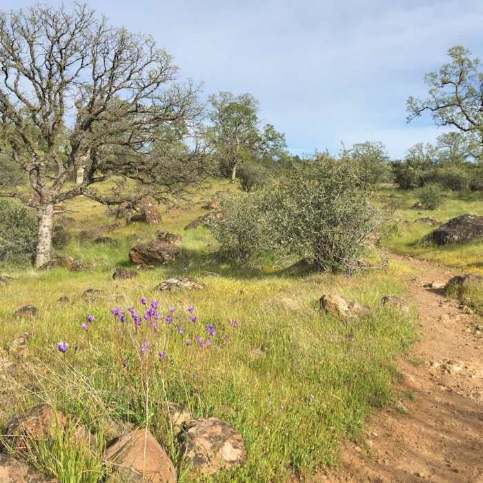 Near Yana Trail: Perry Riffle to Massacre Flat