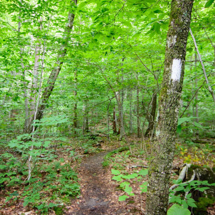 Near Elephants Head via Long Trail North Near Elephants Head via Long Trail North
