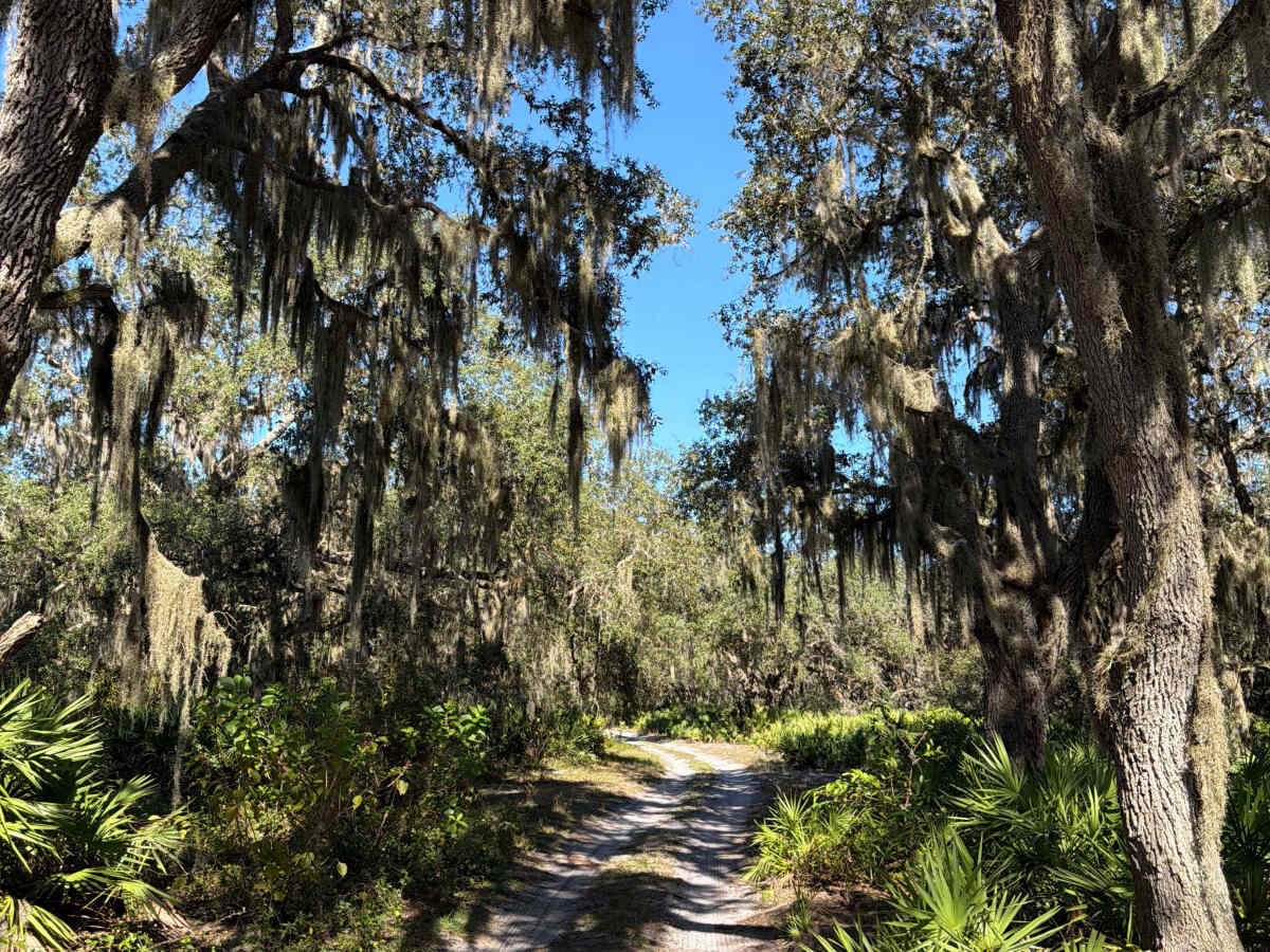 Long Loop Road 4 - Three Lakes WMA photo 2