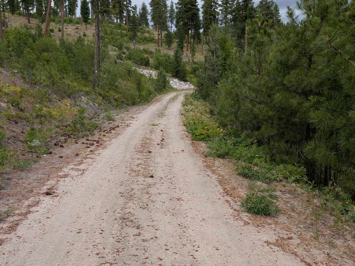 Woody Mountain Road photo 5