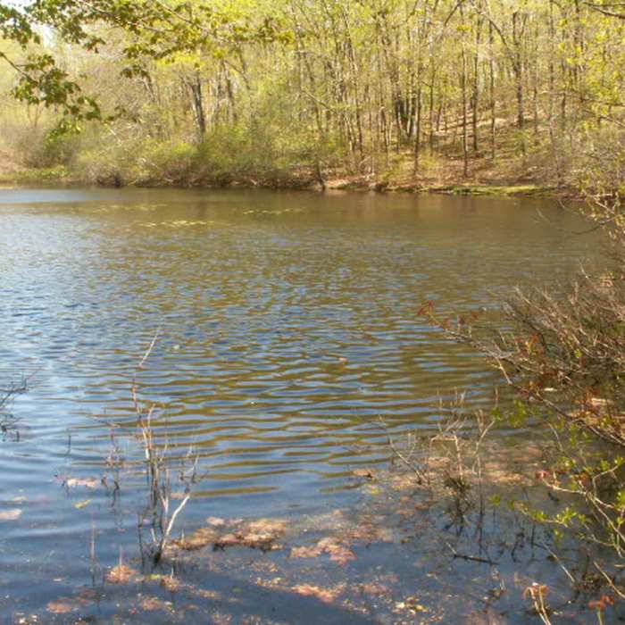 Whipple Hill pond. Photo provided by the Town of Lexington, Conservation Division. Near Whipple Hill Loop