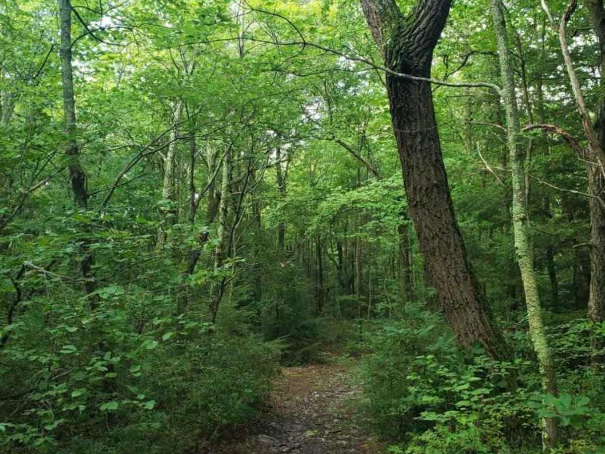High Top Trail Blue photo 6
