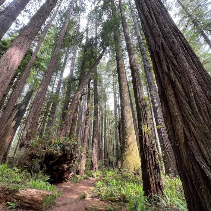 Near Fern Canyon Loop