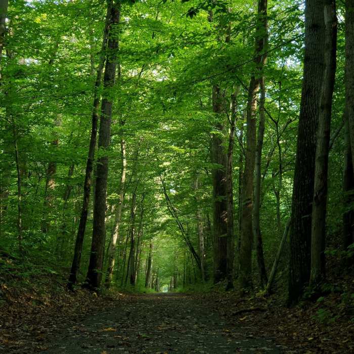 Near Sober's Run Loop Trail