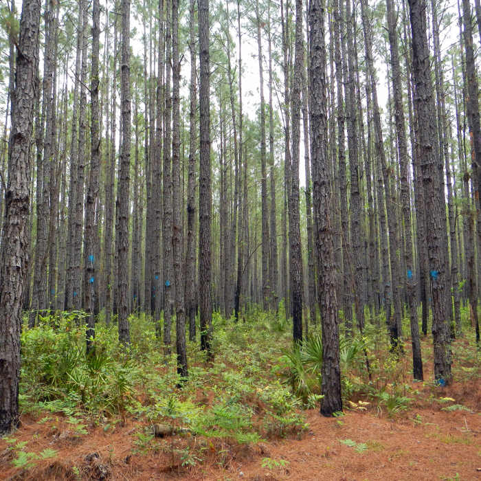 Mill Creek Preserve Near Mill Creek Preserve