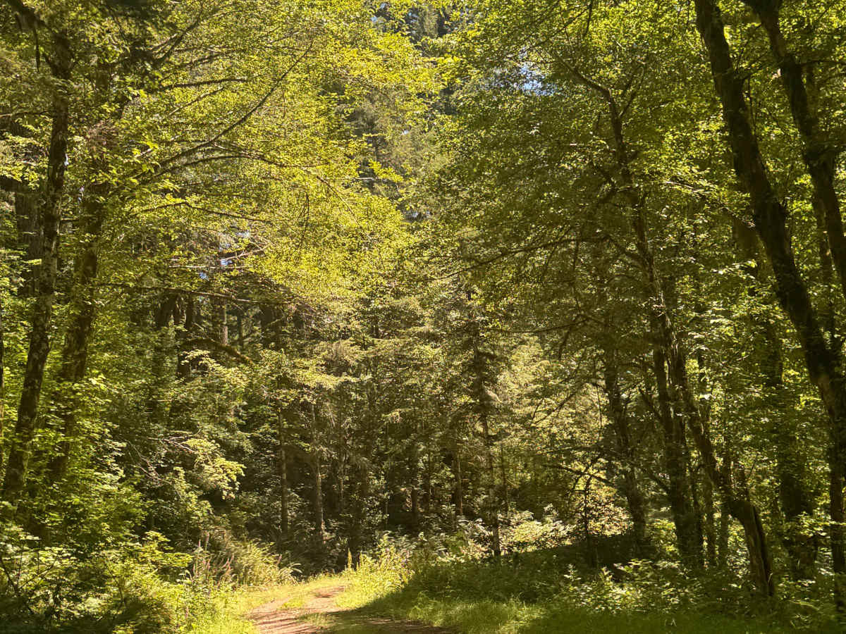 Coast Ridge - FS 2202 photo 6