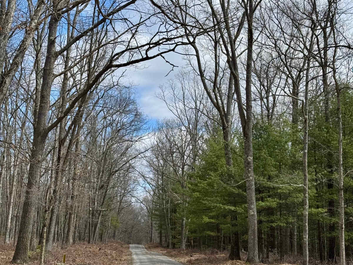 Round Island Road photo 4