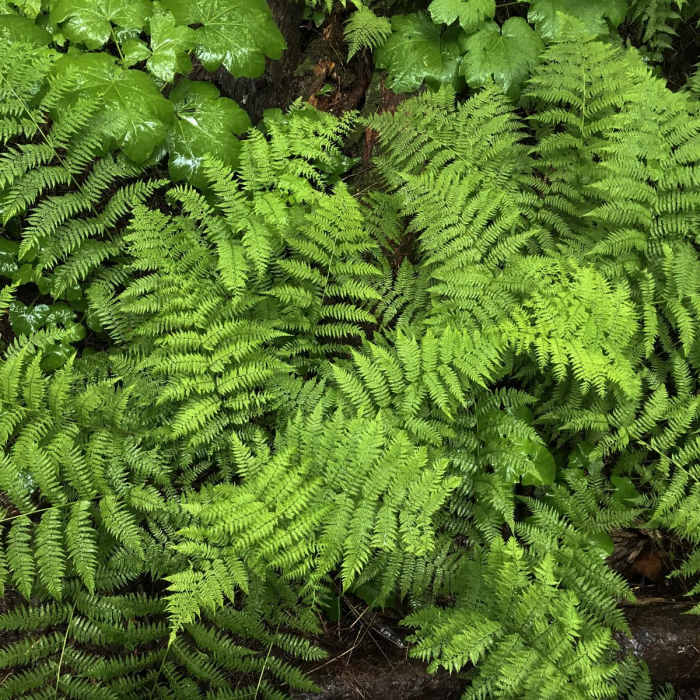 Near Trail of the Cedars
