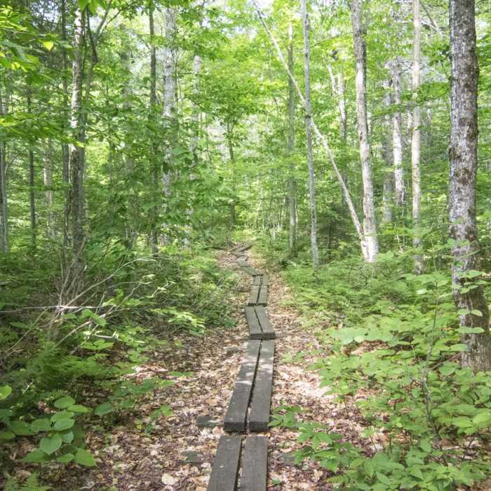 Near Snowy Mountain Fire Tower Near Snowy Mountain Fire Tower