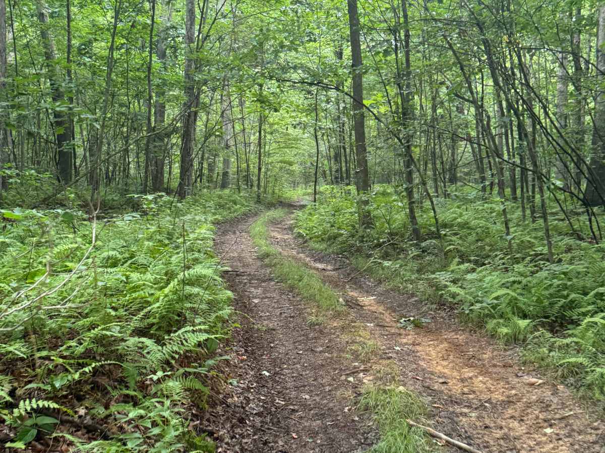 Trail 53 photo 4