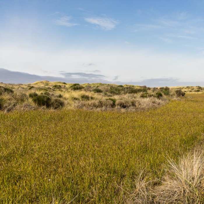 Near Oregon Dunes Loop Hike