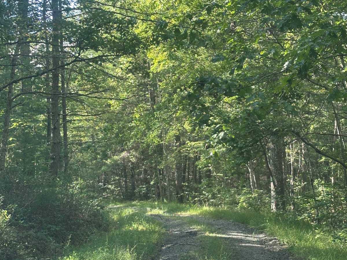 Gilliam Run West photo 5
